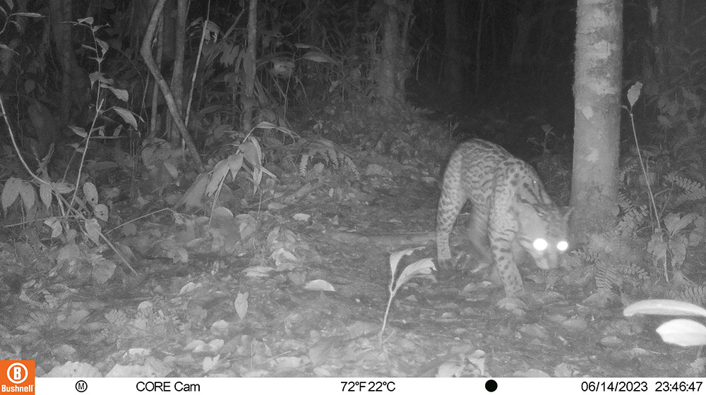 black and white photo of an ocelot captured by a field camera